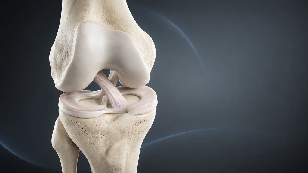 Ilustração anatômica do ligamento cruzado anterior no joelho.